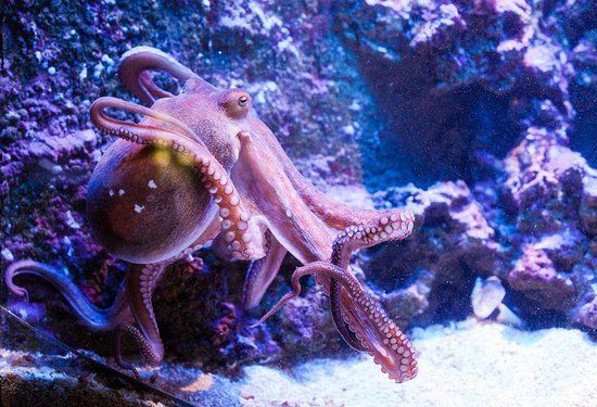 Acquario di Antalya